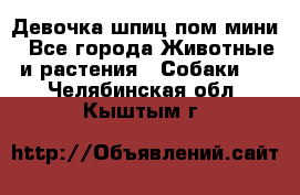 Девочка шпиц пом мини - Все города Животные и растения » Собаки   . Челябинская обл.,Кыштым г.